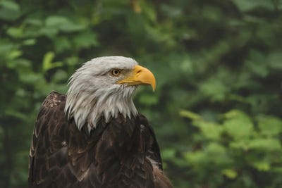 Bald Is Beautiful by Louis Ruth canvas print