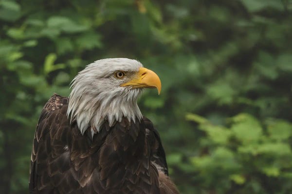 Louis Ruth: Bald Is Beautiful by Louis Ruth