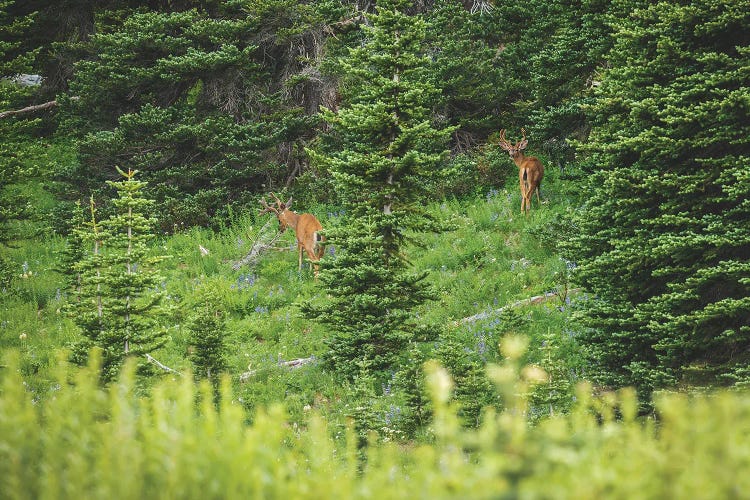 Blacktail Beauties by Louis Ruth wall art