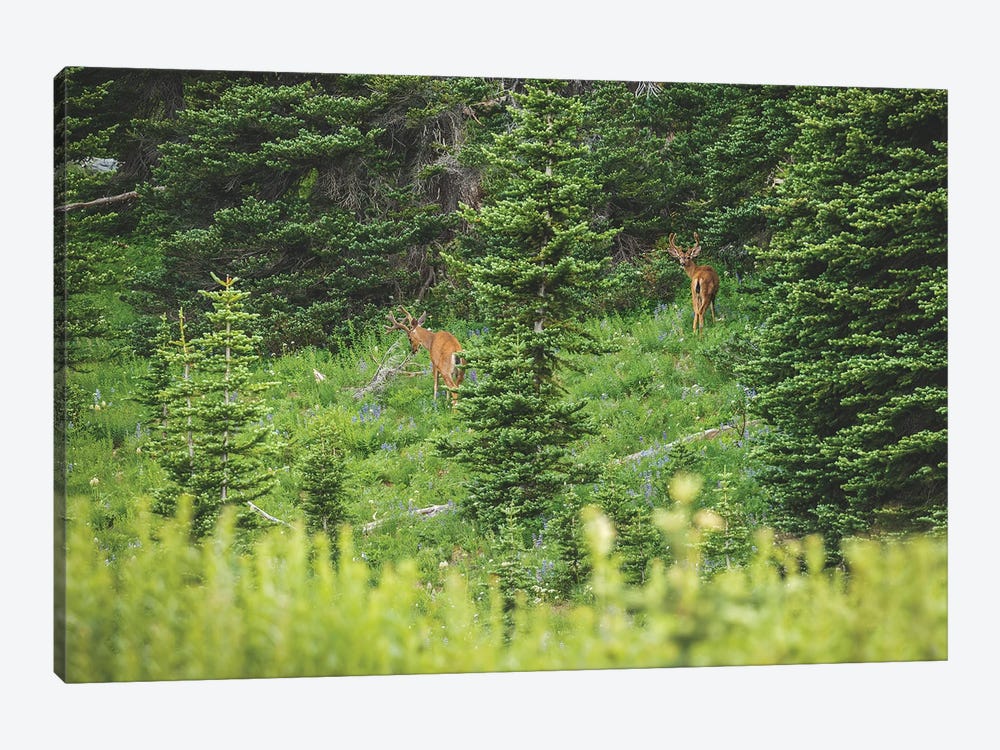 Blacktail Beauties by Louis Ruth 1-piece Canvas Artwork