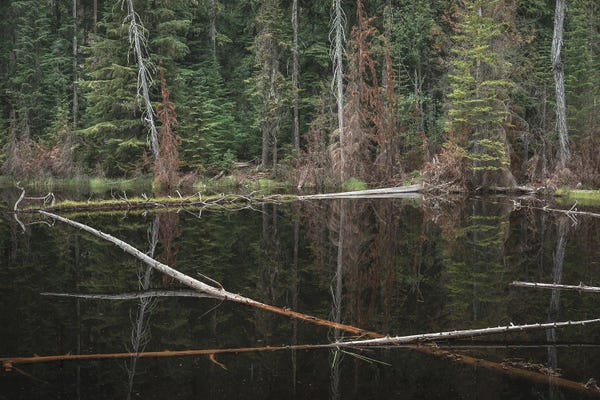 Louis Ruth: Interwoven Nature by Louis Ruth