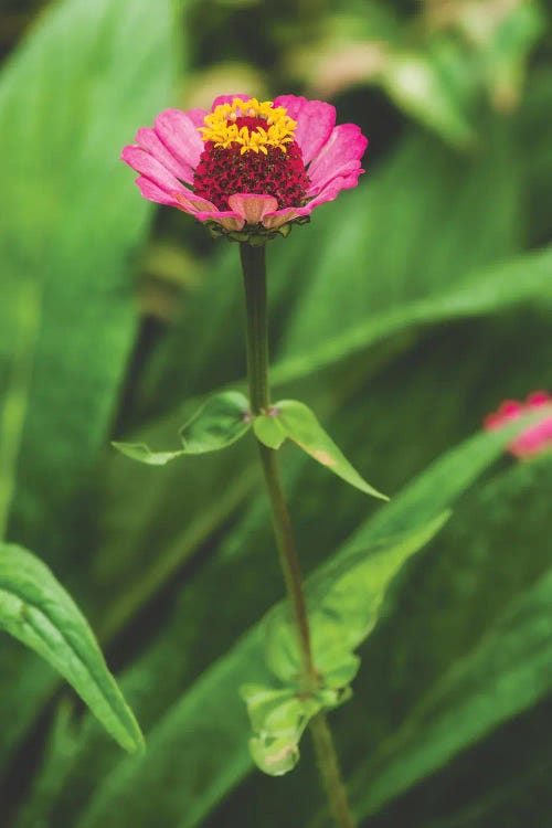 Pink Flower