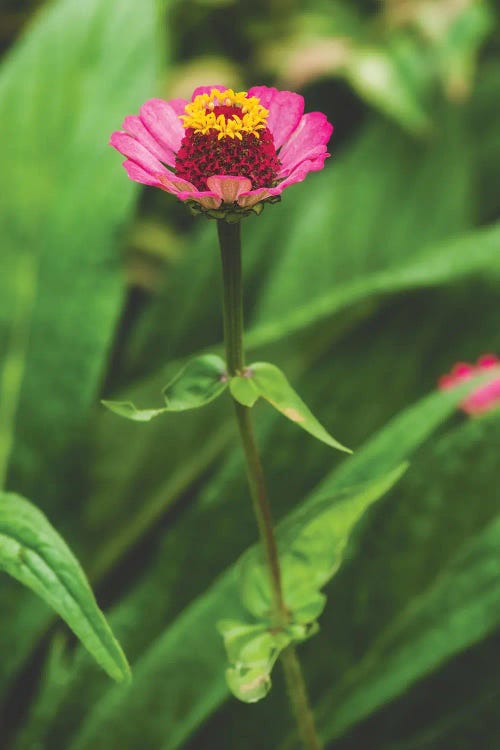 Pink Flower by Louis Ruth wall art