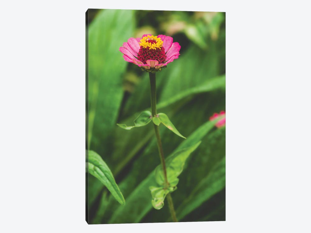 Pink Flower by Louis Ruth 1-piece Canvas Wall Art