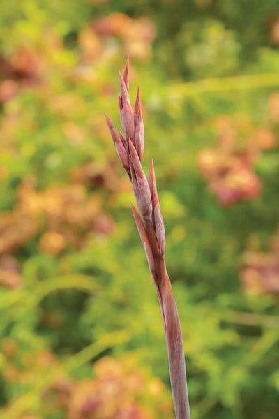 Louis Ruth: Floral Beauty by Louis Ruth