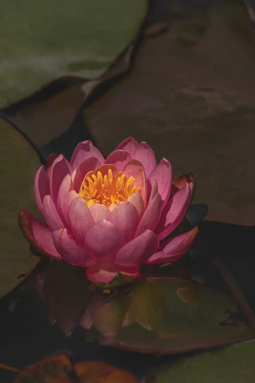 Water Lily Solo by Louis Ruth wall art