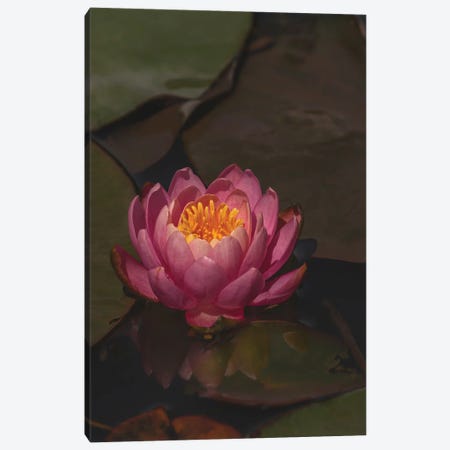 Water Lily Solo Canvas Print #LRH459} by Louis Ruth Canvas Wall Art