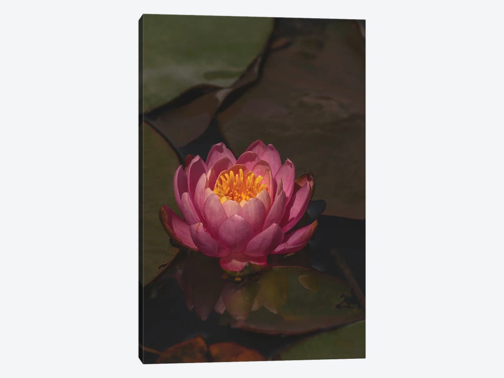 Water Lily Solo by Louis Ruth 1-piece Canvas Art Print