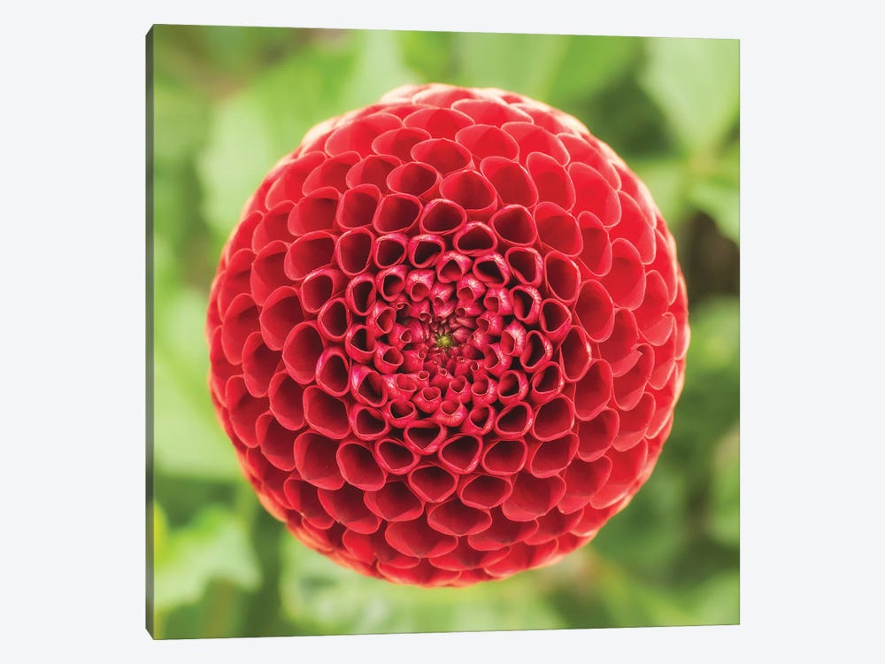 Red Hive by Louis Ruth 1-piece Canvas Wall Art