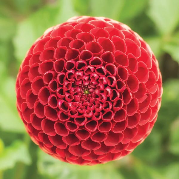 Louis Ruth: Red Hive by Louis Ruth