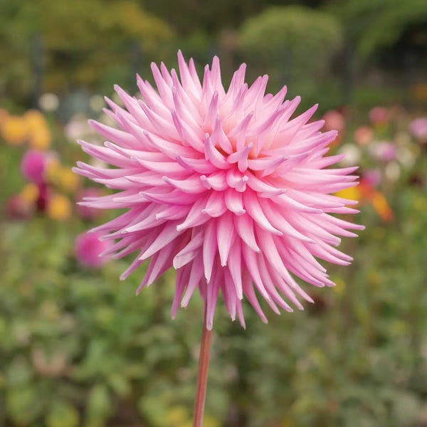 Dahlias: Dahlia by Louis Ruth