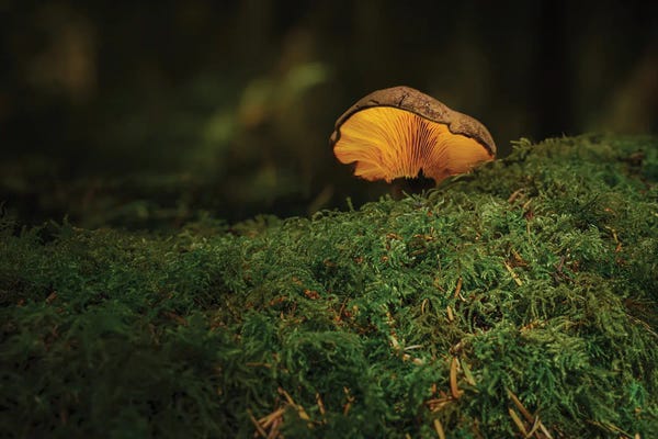 Louis Ruth: Painted Light by Louis Ruth