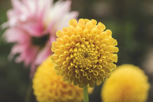 Louis Ruth: Yellow Honeycomb by Louis Ruth