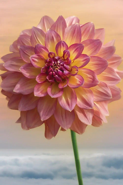 Heavenly Dahlia by Louis Ruth wall art