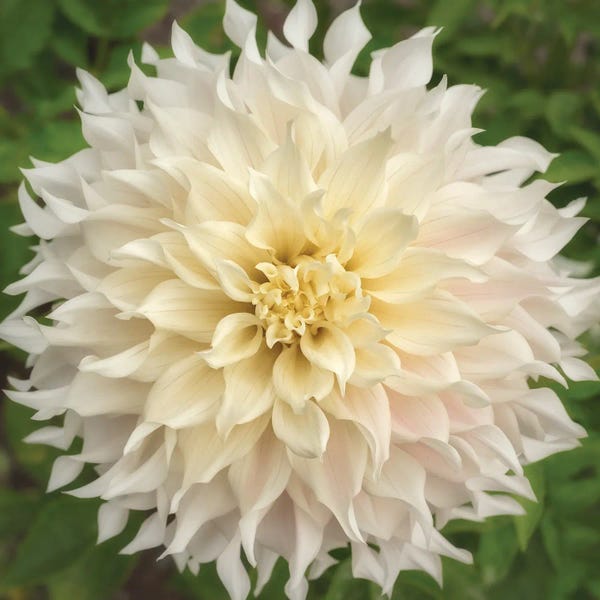 Dahlias: Color Wheel Dahlia by Louis Ruth