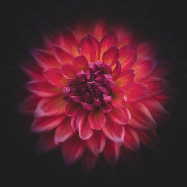 Dahlias: Radiating Dahlia by Louis Ruth