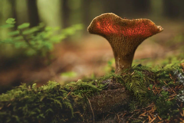 Shroom Light by Louis Ruth wall art