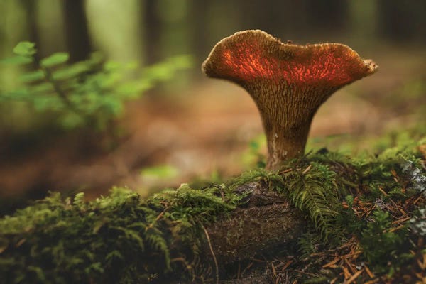 Louis Ruth: Shroom Light by Louis Ruth