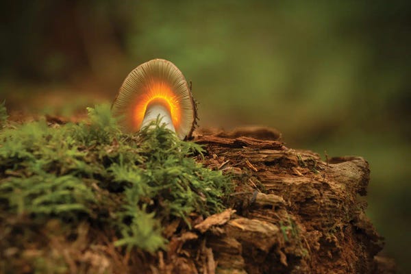 Mushrooms: hot Gills by Louis Ruth