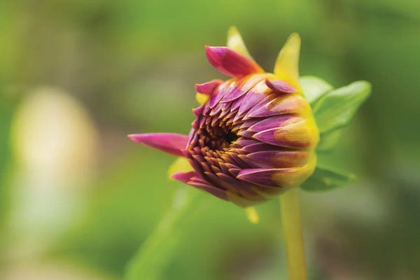 Louis Ruth: Hey Bud by Louis Ruth