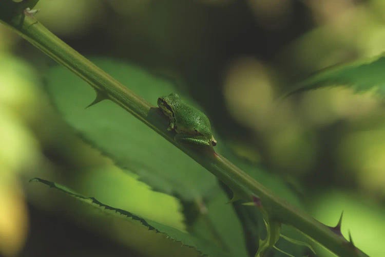 Camouflage by Louis Ruth wall art