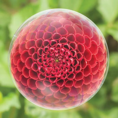 Dahlia Fish Bubble by Louis Ruth canvas print