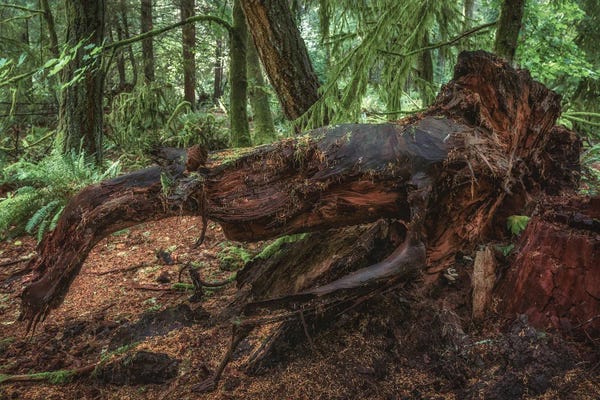 Louis Ruth: Tree Art by Louis Ruth