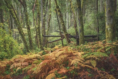 Changing Seasons by Louis Ruth framed canvas print