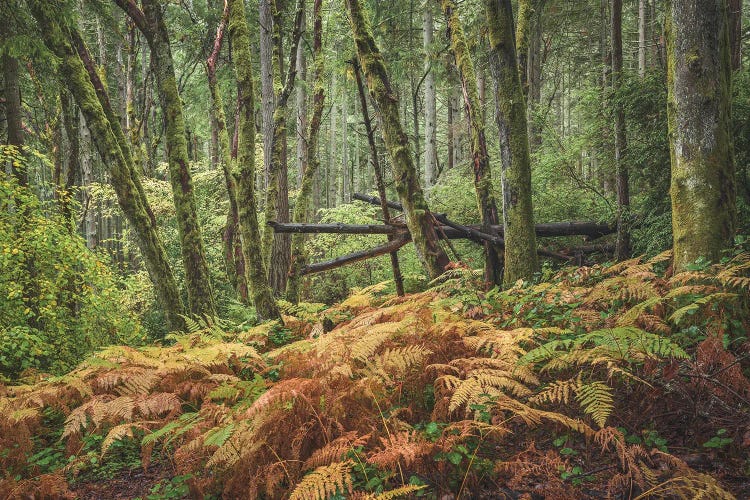Changing Seasons by Louis Ruth wall art