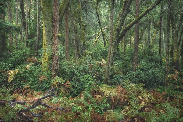 Louis Ruth: Another World by Louis Ruth