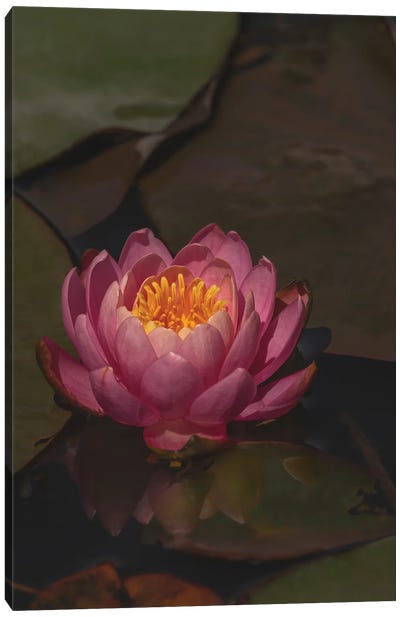 Water Lily Canvas Art Print - Lily Art