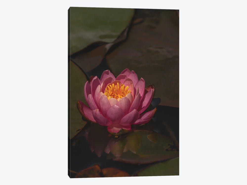 Water Lily by Louis Ruth 1-piece Canvas Print