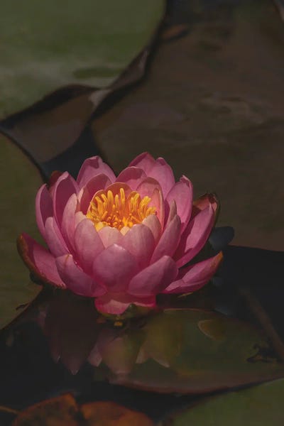 Water Lilies: Water Lily by Louis Ruth
