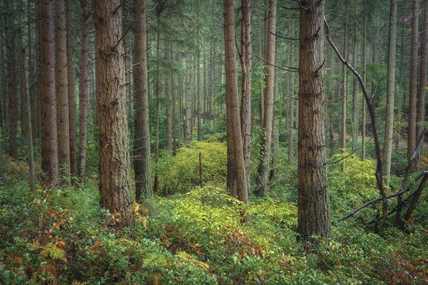 Louis Ruth: Serene Majesty by Louis Ruth