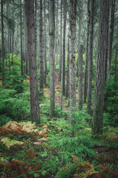 Louis Ruth: Growing Tall by Louis Ruth