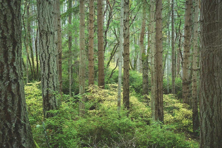 Washington Trees