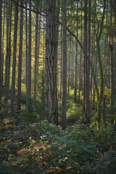 Louis Ruth: Light Filters In by Louis Ruth