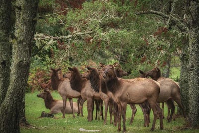Elk In The Shade by Louis Ruth canvas print