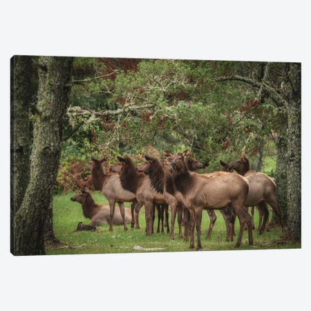 Elk In The Shade Canvas Print #LRH494} by Louis Ruth Canvas Art Print