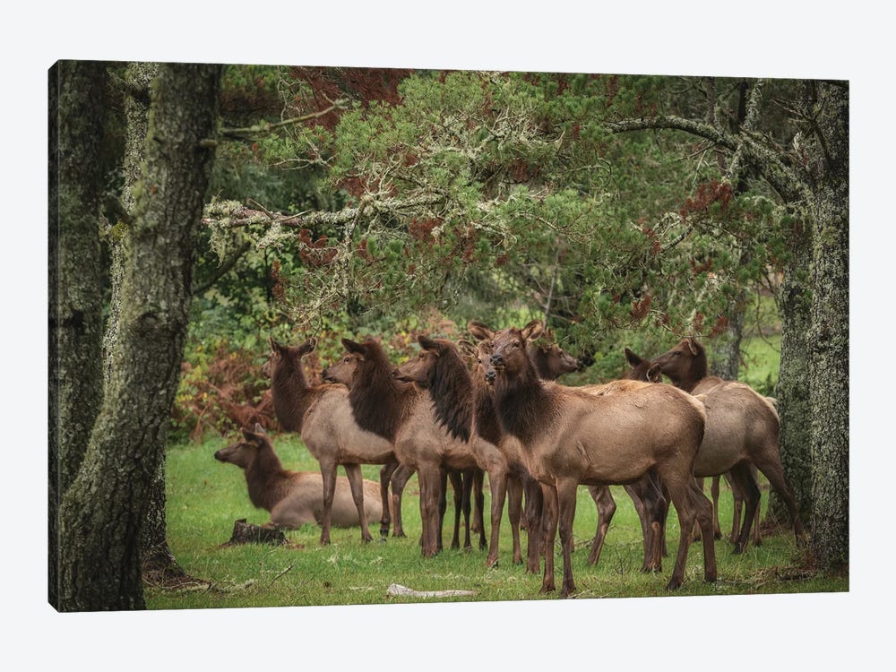 Elk In The Shade by Louis Ruth 1-piece Canvas Art