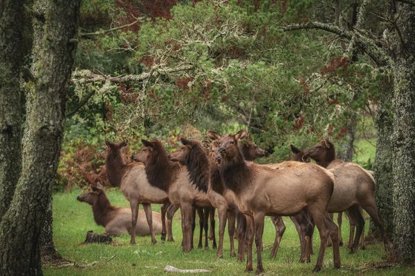 Louis Ruth: Elk In The Shade by Louis Ruth