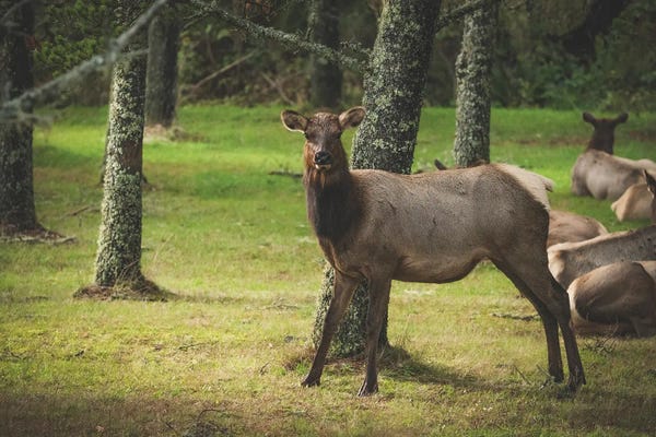 Louis Ruth: Stare Down by Louis Ruth