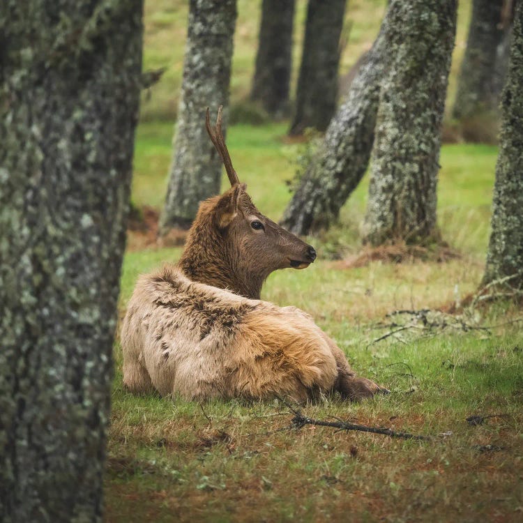 Young Male Elk by Louis Ruth wall art