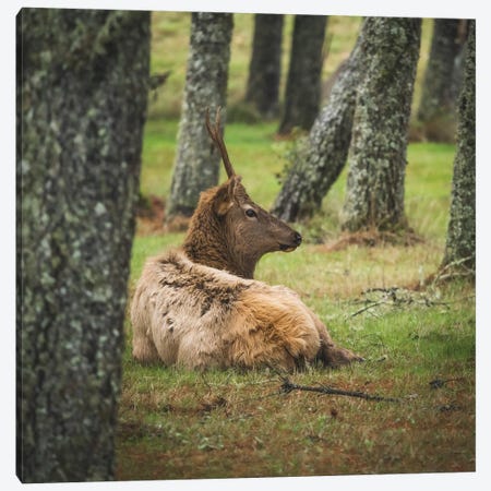 Young Male Elk Canvas Print #LRH499} by Louis Ruth Canvas Artwork