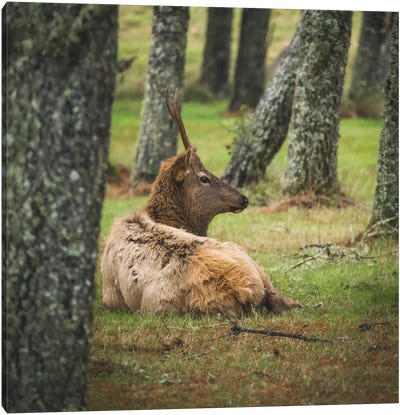 Young Male Elk Canvas Art Print - Louis Ruth