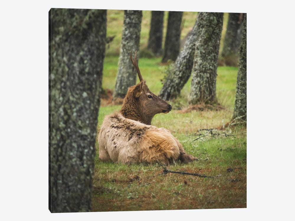 Young Male Elk by Louis Ruth 1-piece Canvas Print