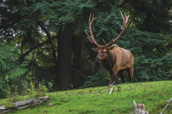 Louis Ruth: A Walk In Nature by Louis Ruth