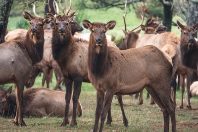 Three Amigos by Louis Ruth canvas print