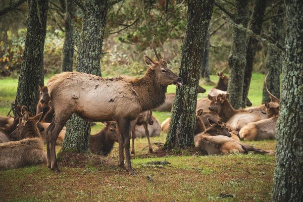 Louis Ruth: A Touch Of Class by Louis Ruth