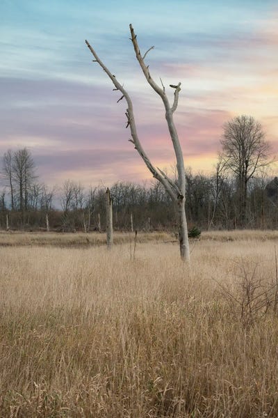 Louis Ruth: Nisqually Morning Light by Louis Ruth